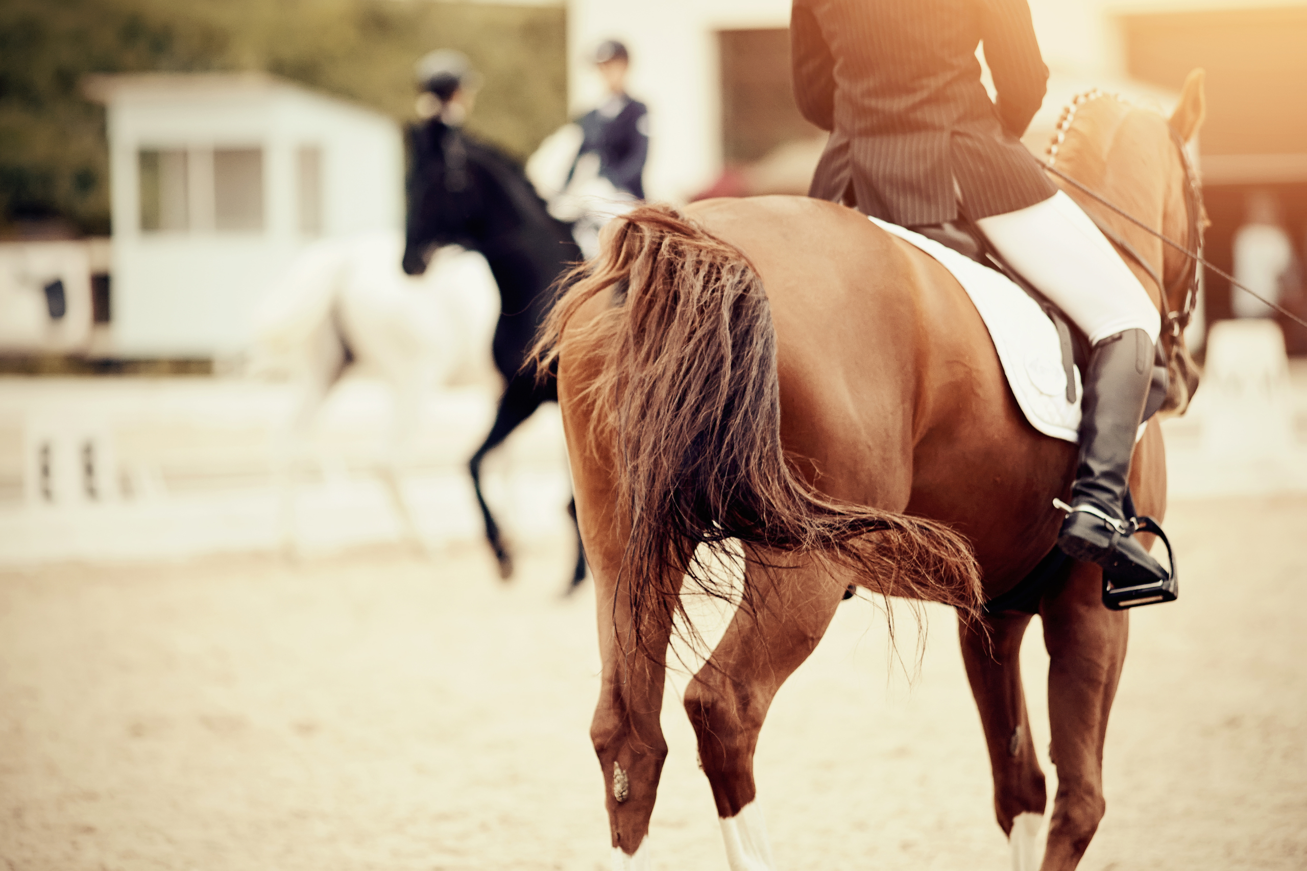 Website-images-2560x1707px-2 Dressage Warm Up Tips