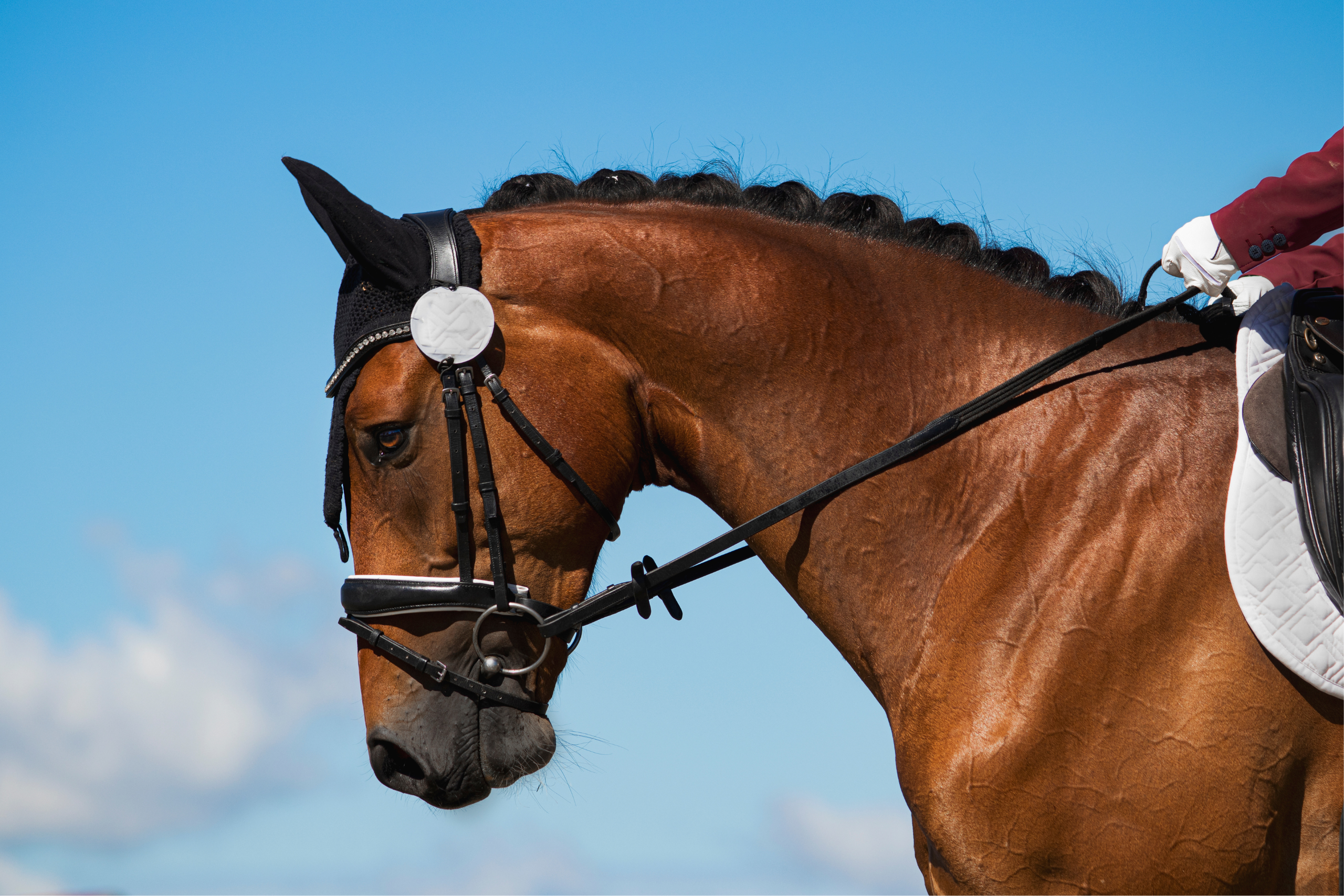 Dressage Images 2560x1707 (4)